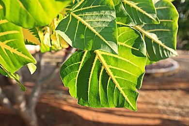 《暗黑破坏神：不朽》维护公告 大量内容更新及优化